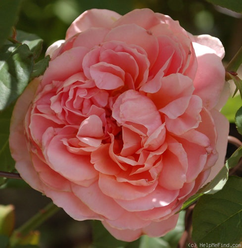 'Francis Blaise ®' rose photo