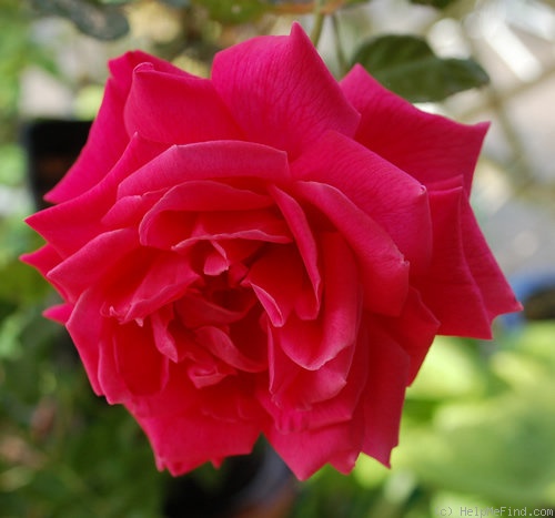 'Cathrine Kordes' Rose