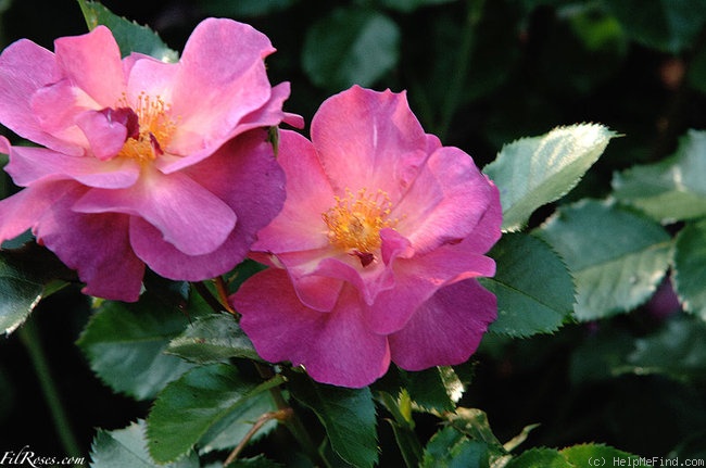 'Wild Rover (Floribunda, Dickson, 2007)' rose photo