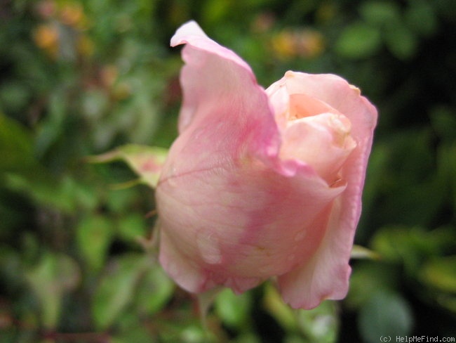 'Madame Charles' rose photo