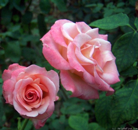 'Rejoice' rose photo