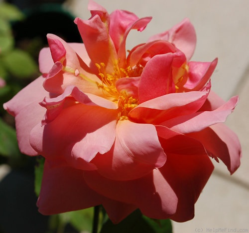 'Belle Cuivrée (Pernetiana, Pernet-Ducher, 1924)' rose photo