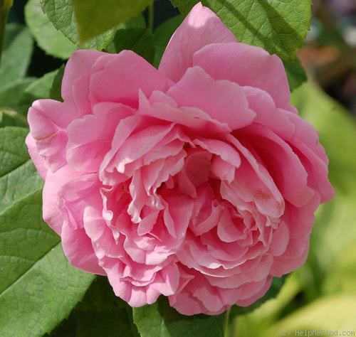 'Monsieur de Morand' rose photo