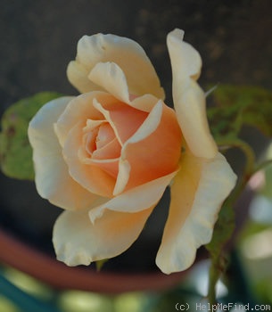 'Mrs. Aaron Ward' rose photo