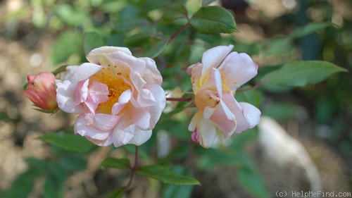 'Opal Brunner' rose photo