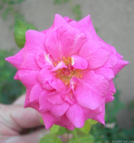 'AZTXSL' rose photo