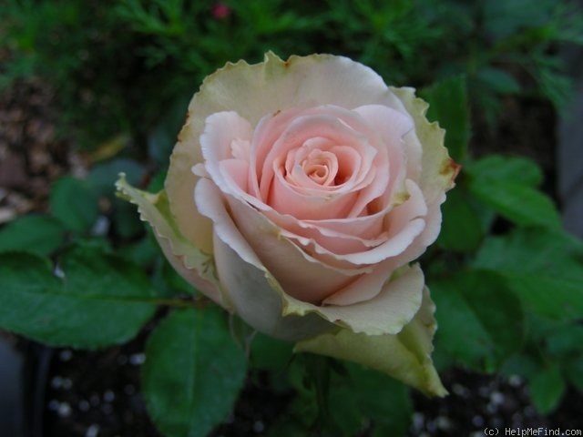 'Charming Unique ™' rose photo