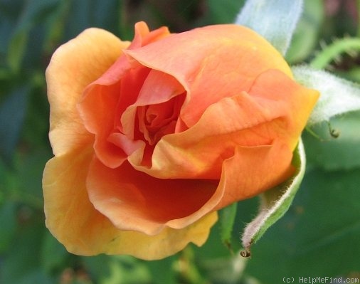 'Bronze Star ™ (hybrid tea, Weeks, 2000)' rose photo