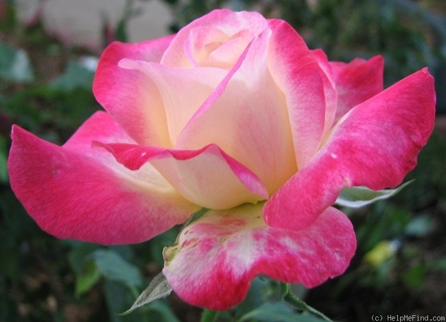 'Double Delight ®' rose photo