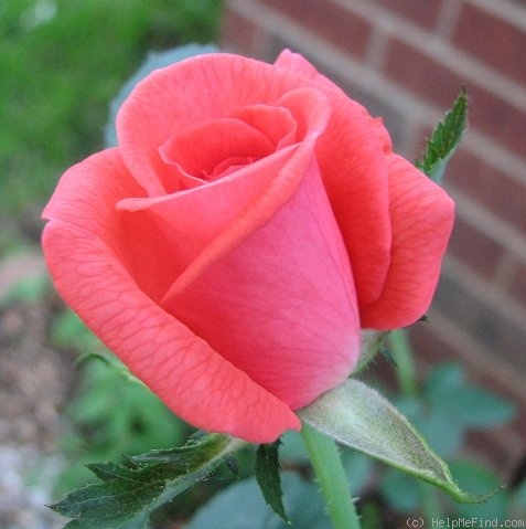 'Tropicana' rose photo