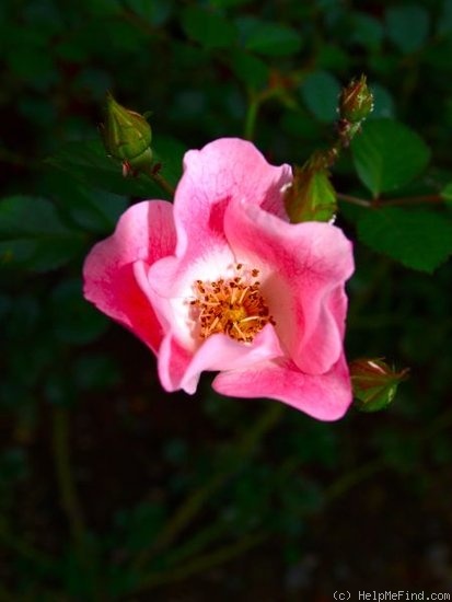 'Bingo Meidiland' rose photo