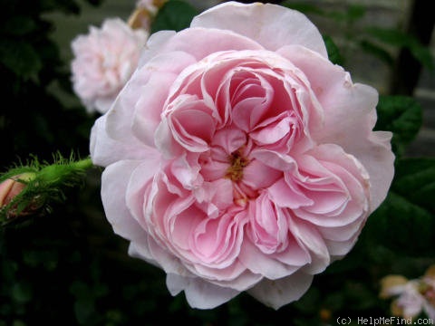 'Everblooming Moss' rose photo