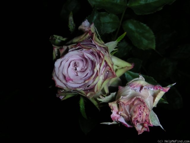 'Old Dutch®' rose photo