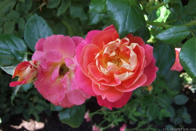 'Dolly's Forever Rose' rose photo