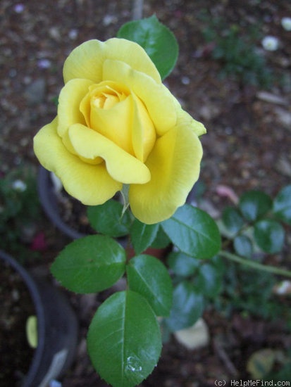 'Sunny Today' rose photo