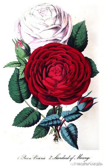 'Queen Victoria (hybrid perpetual, Fontaine, 1850)' rose photo