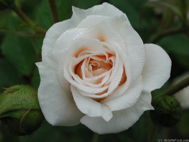 'Ivory Palace' rose photo