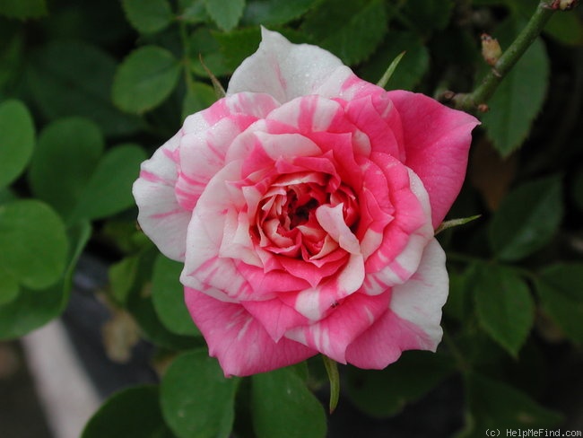 'Joan Austin' rose photo