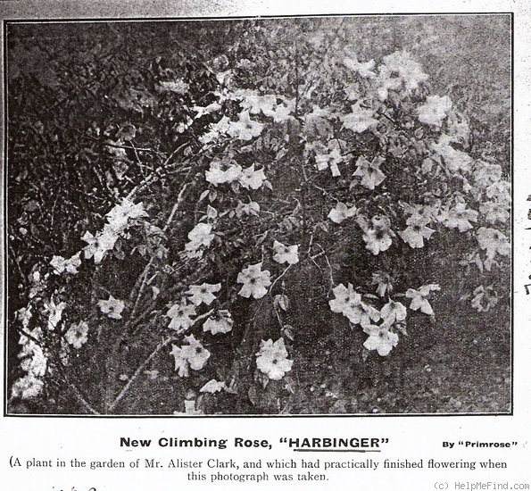 'Harbinger (climber, Clark, 1923)' rose photo