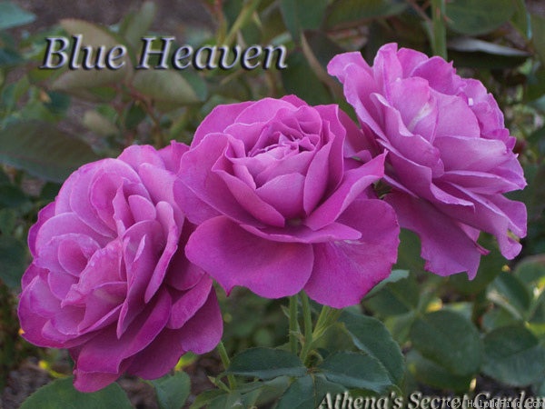 'Blue Heaven (hybrid tea, Whistler, 1971)' rose photo