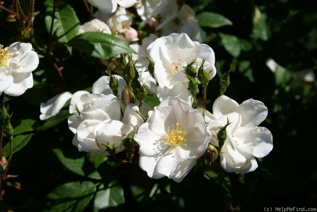 'Nastarana' rose photo