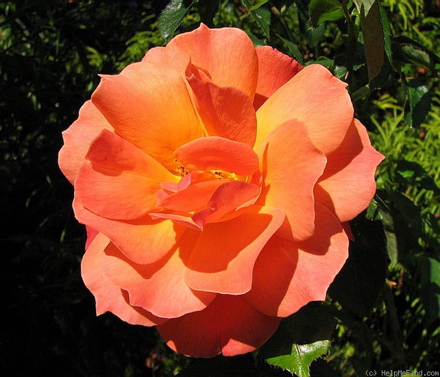 'Fellowship (floribunda, Harkness before 1988)' rose photo