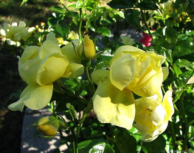'Flower Carpet ® Yellow' rose photo