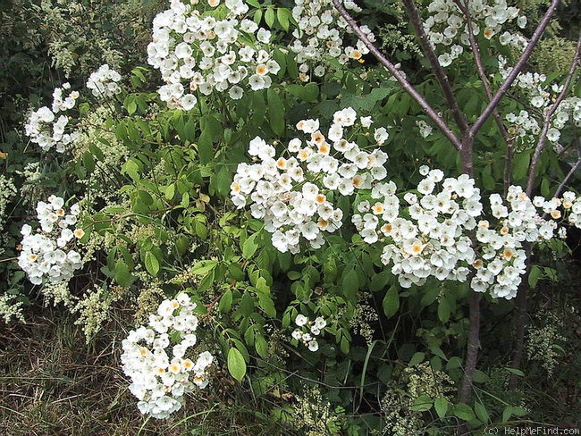'Amaglia' rose photo