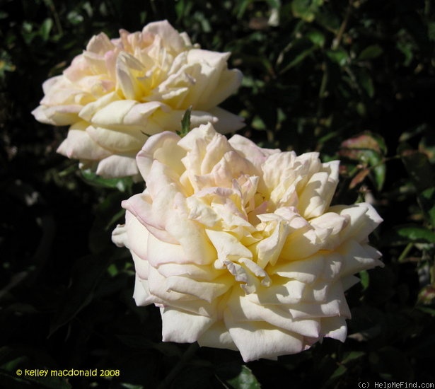 'Centennial Star' rose photo