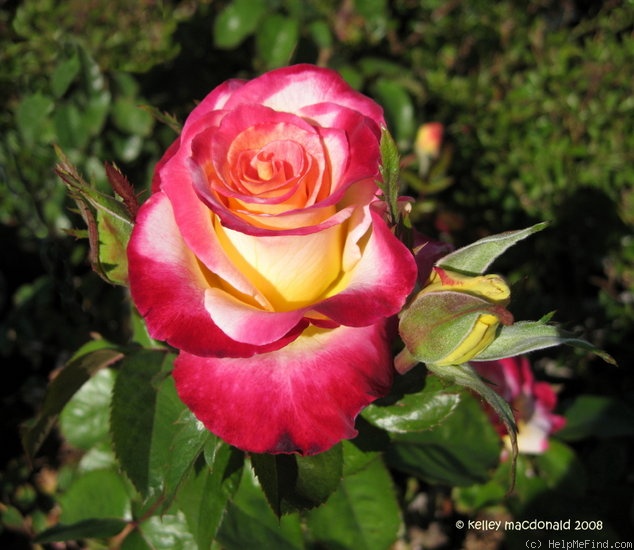 'Dawning Moment' rose photo
