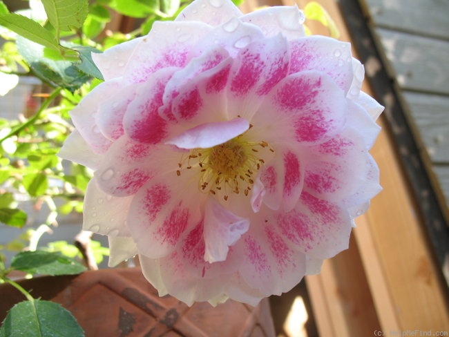 'Dahlia Rose (floribunda, Moore)' rose photo