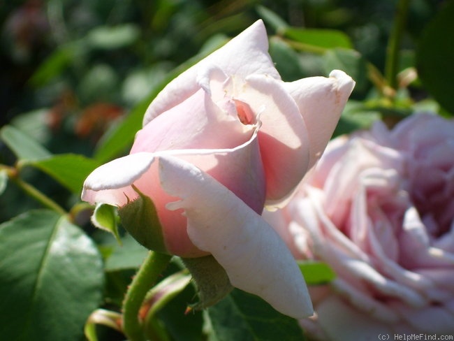 'Frederic Mistral ®' rose photo