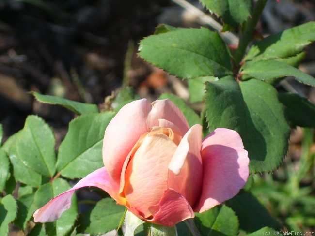 'Distant Drums (Shrub, Buck, 1984)' rose photo