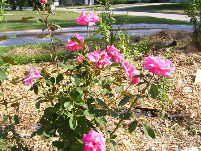 'Prairie Breeze' rose photo
