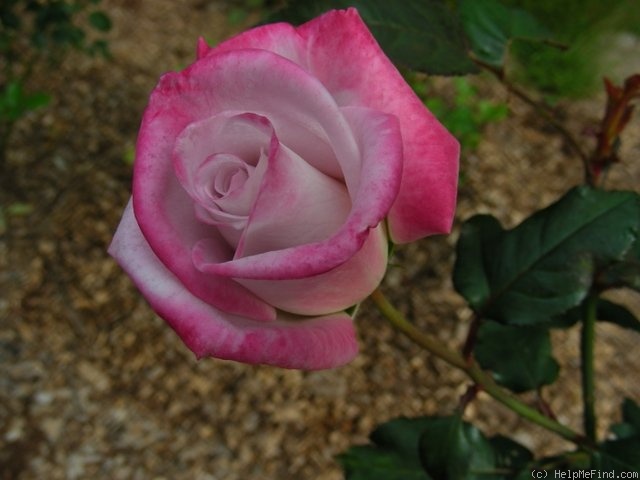 'Silverado (hybrid tea, Christensen, 1987)' rose photo