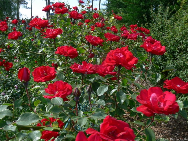 'Guirlande Fleurie' rose photo