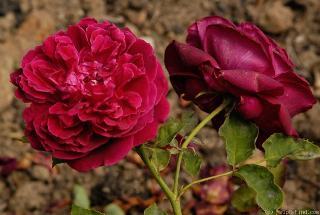 'Friedrichsruh' rose photo