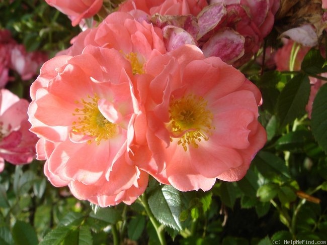 'Ferdy' rose photo