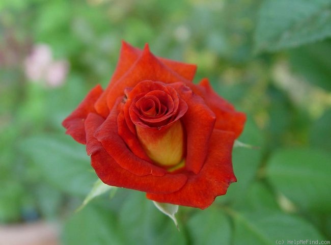 'Estelle de Meilland ®' rose photo