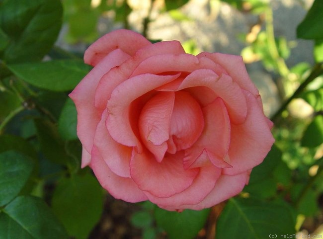 'Sandra (florists rose, Kordes, 2002)' rose photo