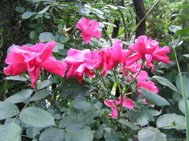 'Dolly ® (floribunda, Poulsen, 1973)' rose photo