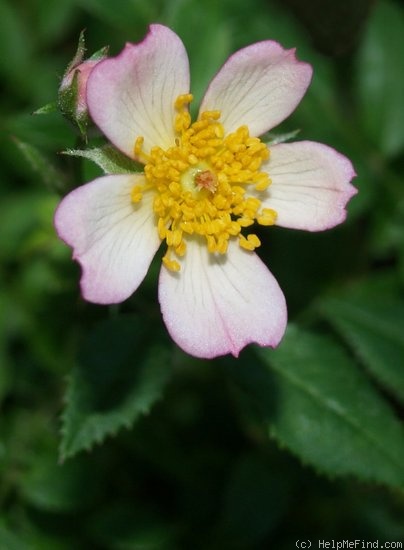 'Hi (Micro-Mini, Strawn)' rose photo