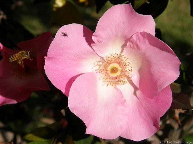 'Jessie Clark' rose photo