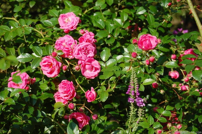 'Deutsches Rosarium Dortmund ®' rose photo