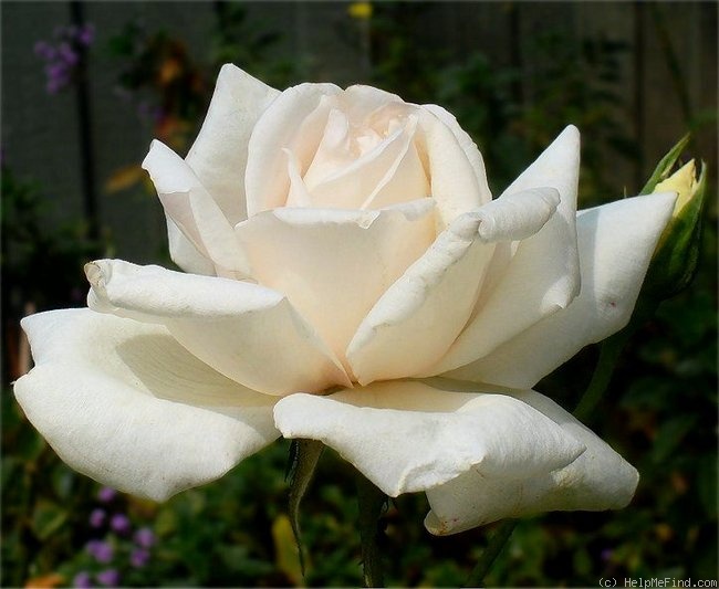 'Lady Edgeworth David' rose photo