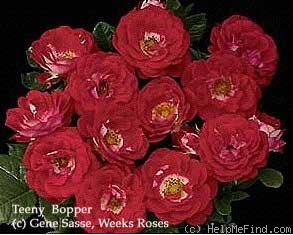 'Teeny Bopper™ (shrub, Bedard 2006)' rose photo