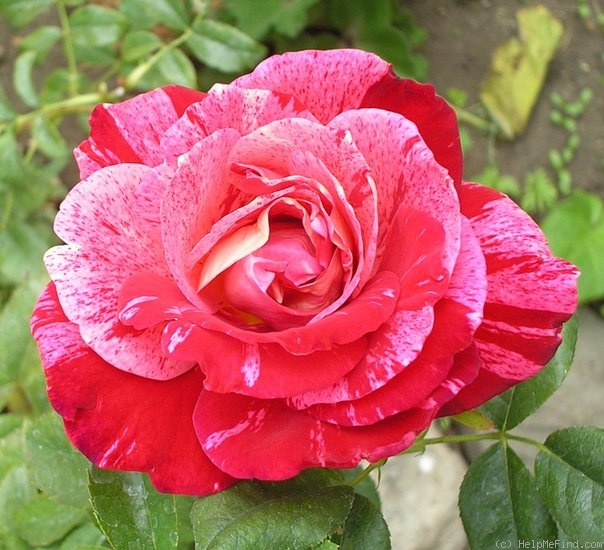 'Rachel Louise Moran' rose photo