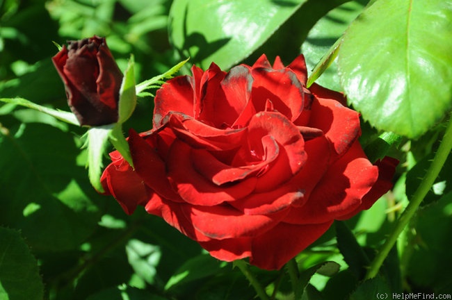 'Rodeo Drive ™' rose photo