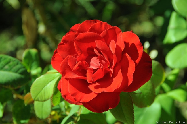 'Rodeo Drive ™' rose photo
