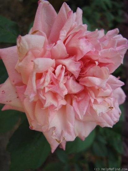 'Climbing Maman Cochet' rose photo